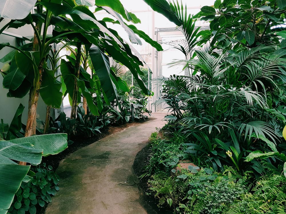 Landscaped pathway with green plants - Home Builder in Rizal Philippines